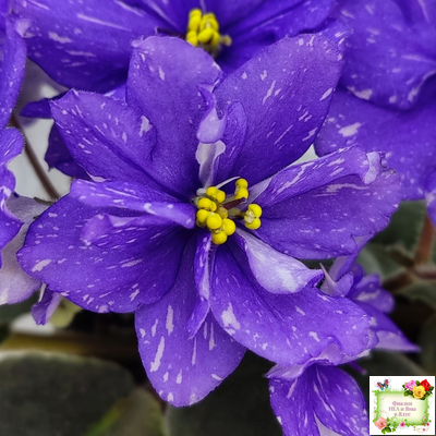 Н-Млечный Путь (Н. Бердникова)