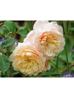 Крокус Роуз (Crocus Rose)