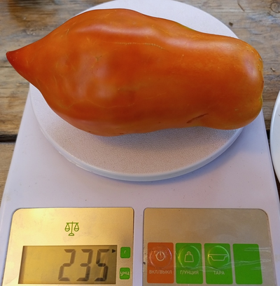 Томат Аббаттиста паста (Abbattista paste)