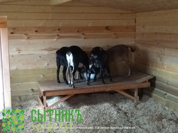 Купить нубийских чистокровных коз