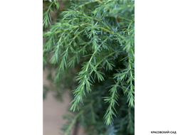 Можжевельник Хиберника - Hibernica