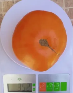 Немецкий желтый Йодера