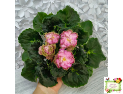 ЛЕ-Медуница (Е. Лебецкая) 2020 г.