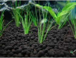 Грунт ISTA для аквариумных растений и креветок премиум класса 8л, фракция 1,5-3,5мм