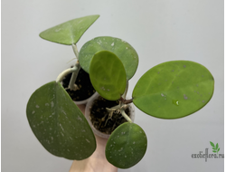 25/07/2025 Hoya Obovata
