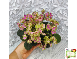 ЛЕ-Ярита (Е.Лебецкая) 2016 г.