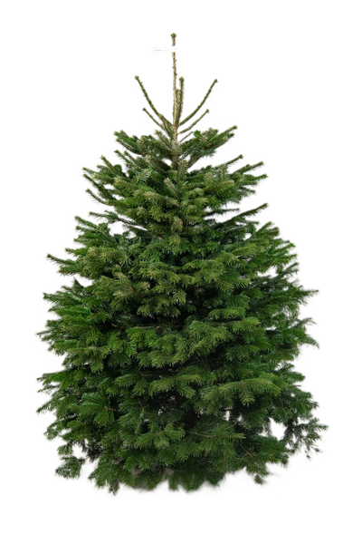 Пихта Нордмана 1-1,25