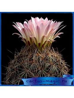 Coryphantha nickelsae