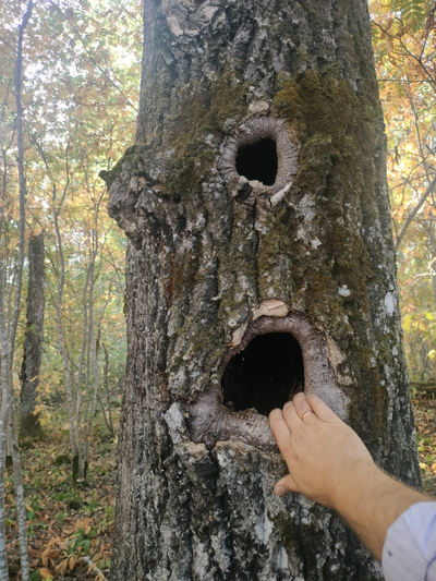 Прогулка на катере «Первозданные леса Заонежья»