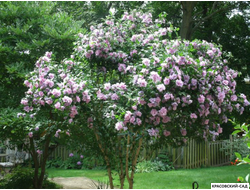 Гибискус Пинк Шифон - Pink Chiffon