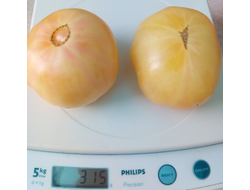 Томат Белый томесол (White Tomasol)