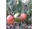 Семена томата Дробленное сердце
