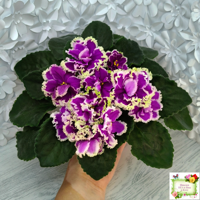 ЕК-Малахитовая Орхидея (Е. Коршунова) 2012 г.