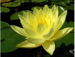 Нимфея Джой Томоцик