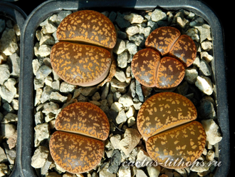 Lithops aucampiae (Kuruman form) C325 (MG) - 10 семян