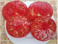 Томат Кристина Ватчева