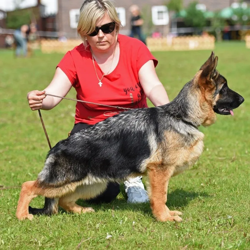 монопородная выставка г. Бронницы 28.05.2023 1 место эксперт Peter Firic (Сербия)