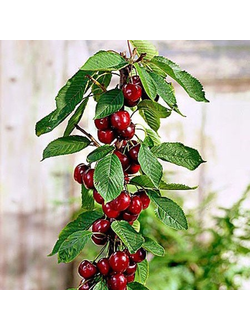 Карликовая вишня "ВОСТОРГ" (средний)