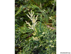 Можжевельник Уайт Сплеш - White Splash