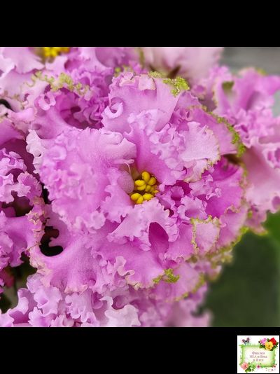 НД-Розовая Скумпия (Н. Данилова-Суворова) 2022 г.