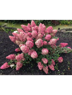 Гортензия "Сандей фрайз"