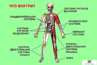 Человек – биологическое существо, слайд-комплект (20 слайдов), начальная школа