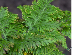 Селагинелла Молис (меристемная)