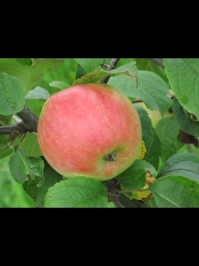 Пепин осенний (яблоня)