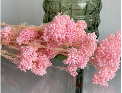 Озотамнус (стабилизированный)