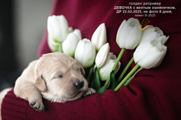 Девочка с ЖЕЛТЫМ ошейничком, 8 дней