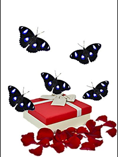 Салют 5 бабочек одного вида