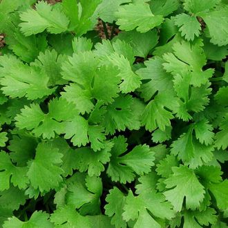 Кориандр (Coriandrum sativum), лист, Крым (30 мл) - 100% натуральное эфирное масло