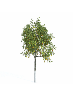 плодовые Груша 4