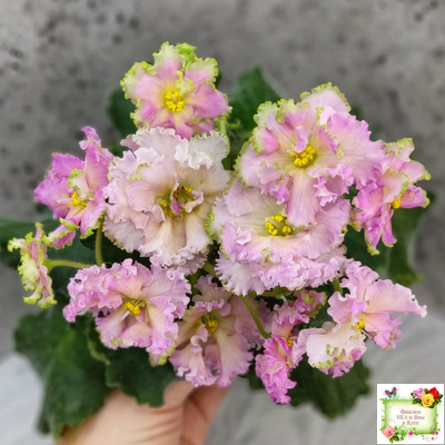 ЕК-Линжери (Е. Коршунова) 2021 г.