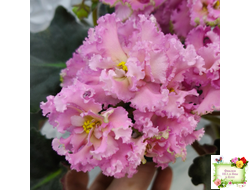 РМ-Саломея (Н. Скорнякова) 2019 г.