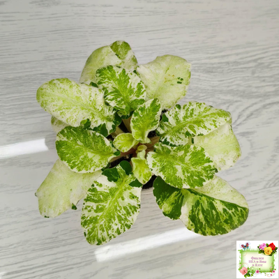 КНН-Крокус химерный спорт по листу