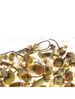 Chamomile Meadow / Ромашковый Луг