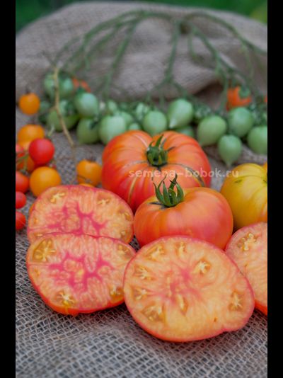 Томат Marcy’s Mystery (Тайна Марси), 10 шт