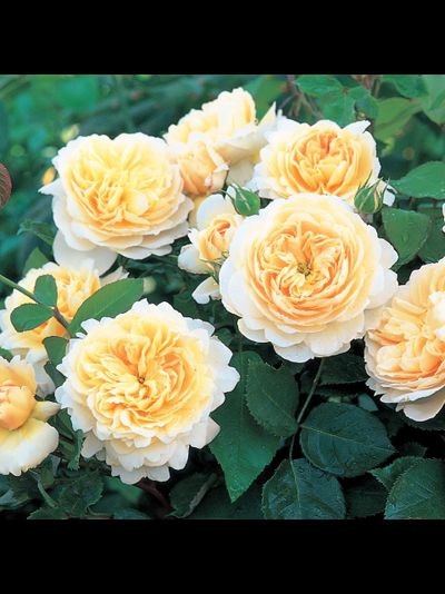 Крокус Роуз (Crocus Rose)