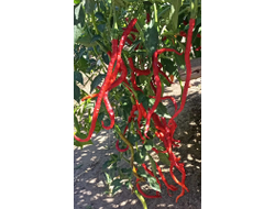 Перец острый Thunder Mountain Longhorn (Длинный рог с Громовой горы)