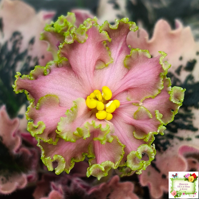 МТ-Пески Времени (М. Тотиева) 2022 г.