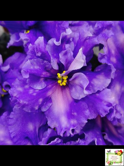 МТ-XXL Эльф (М. Тотиева) 2022 г.