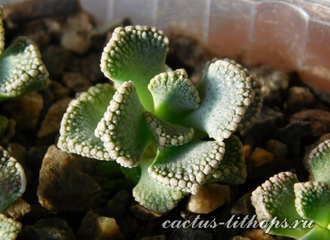 Titanopsis calcarea 35k nw Brandvlei (MG) - 5 семян