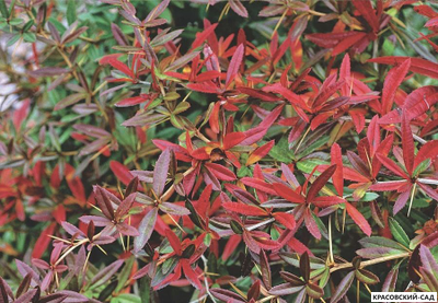 Барбарис Юлиана - julianae