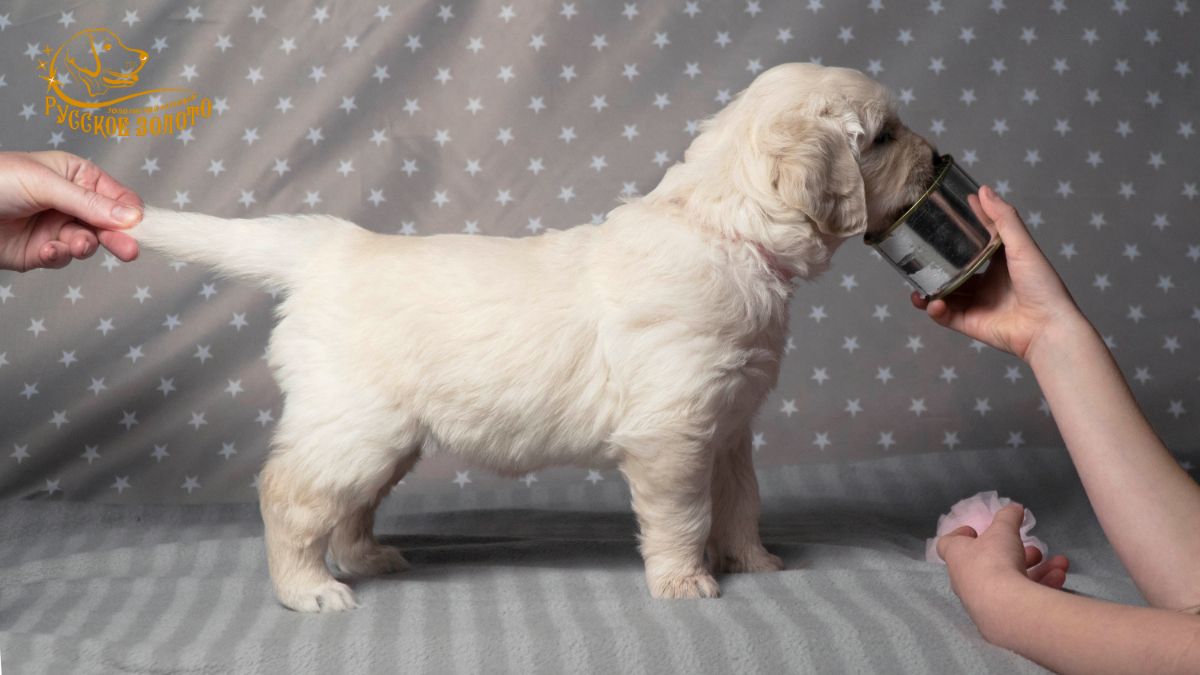 Русское Золото Шелен Белла, сука розовая ленточка, 1 месяц