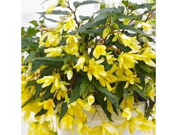 Б12 Бегония ампельная боливийская Beauvilia Yellow укорененный черенок