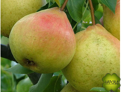 ГРУША "ПАМЯТИ ЯКОВЛЕВА" (самоплодная, ранне-осенняя)