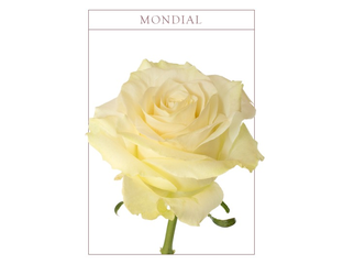 Роза - Rosa - Роза белая Мундиаль - Mondial