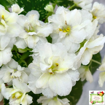 Adirondack Moon (S. Sorano) (лист посажен 28.01.26)