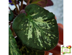 Sterling Trinket (E. Champion) (лист посажен 30.01.26)